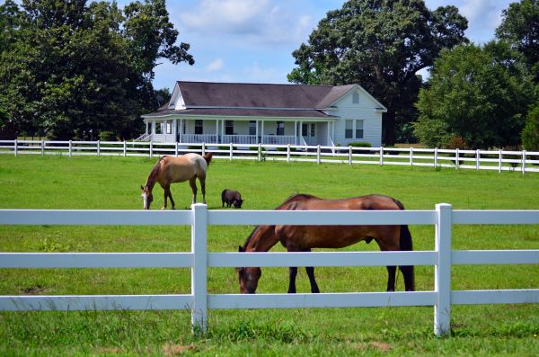 Farm Fence Painting